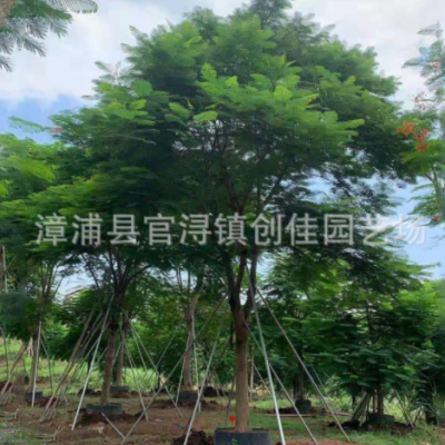 移栽全冠鳳凰木綠化樹(shù) 紅花楹樹(shù)批發(fā)報(bào)價(jià) 火樹(shù)價(jià)格 廠家直供