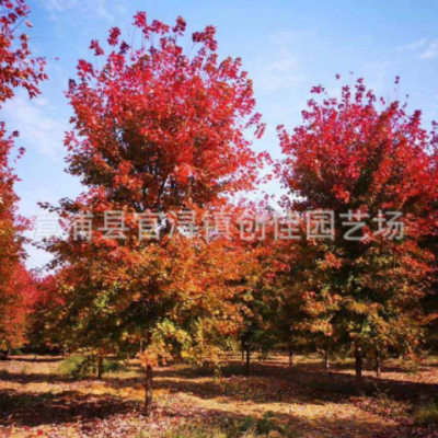 美國紅楓樹批發(fā)報價 濕地綠化種植 花園建設 秋火焰紅楓價格