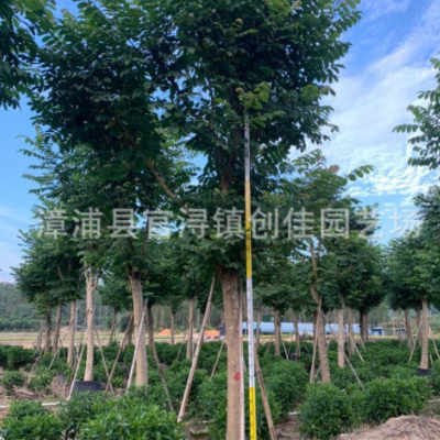 火焰木移植苗 火焰樹容器苗 郁金香樹假植苗 風(fēng)景區(qū)觀賞樹