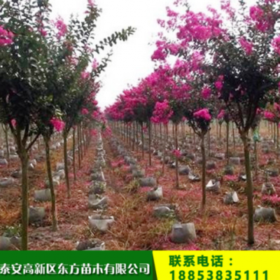 百日紅紫薇苗 庭院園林綠化紫薇苗 2公分3公分盆栽地栽紫薇苗