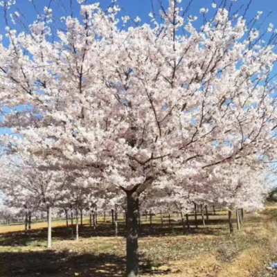 基地現(xiàn)挖現(xiàn)賣櫻花樹苗 景區(qū)風(fēng)景樹綠化工程矮桿染井吉野櫻花樹