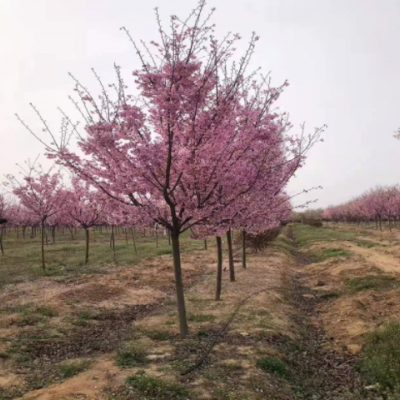 基地現貨直供現挖現賣陽光櫻 園林綠化裝飾規(guī)格多樣櫻花