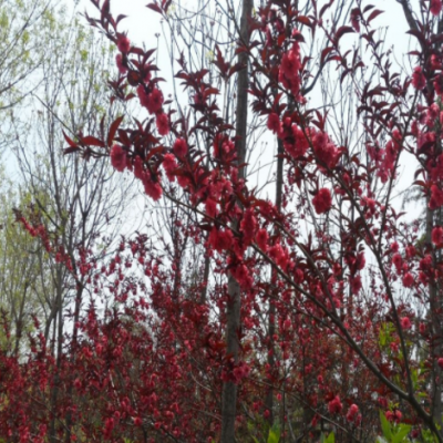 山東綠化樹基地出售紅葉碧桃3公分5公分園林工程景觀花樹龍柱碧桃