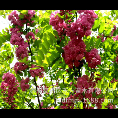 批發(fā)常年供應(yīng)香花槐樹(shù)苗 現(xiàn)挖現(xiàn)賣香花槐樹(shù)苗 好管理香花槐