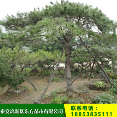 泰山景松 現(xiàn)貨出售泰山景松 造型優(yōu)美泰山景松 歡迎選購(gòu)