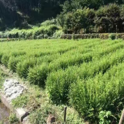 紅豆杉樹苗四川基地批發(fā)園林種植景觀綠化南方曼地亞紅豆杉小苗