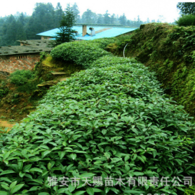 香樟樹苗基地批發(fā)各種規(guī)格樹種樟木種子帶土發(fā)貨臭樟烏樟杯苗