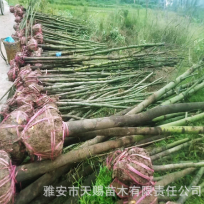 基地批發(fā)名貴綠化樹(shù)香樟樹(shù)苗別墅庭院綠化樹(shù)工程用烏樟臭樟樹(shù)