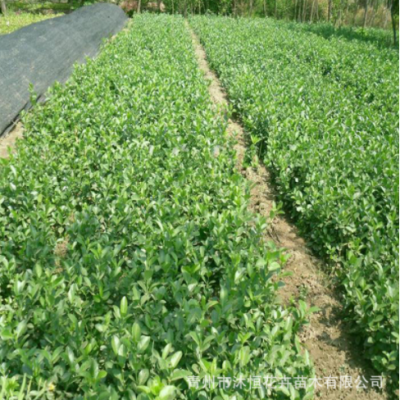 大葉黃楊法國(guó)冬青 綠籬圍墻露天栽種 四季常青耐寒道路庭院樹(shù)苗