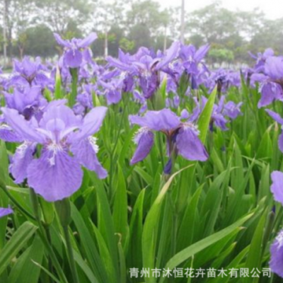 鳶尾時(shí)令花卉鳶尾花別墅庭院花園多年生草藍(lán)色蝴蝶蘭綠植綠化環(huán)境