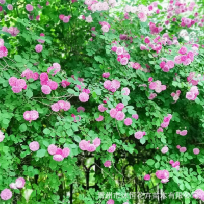 薔薇月季花苗盆栽 重瓣爬藤爬墻庭院綠化 四季開花玫瑰多色系花卉