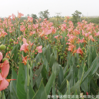 基地供應(yīng)水生美人蕉 水生植物美人蕉地栽苗杯苗水體綠化工程