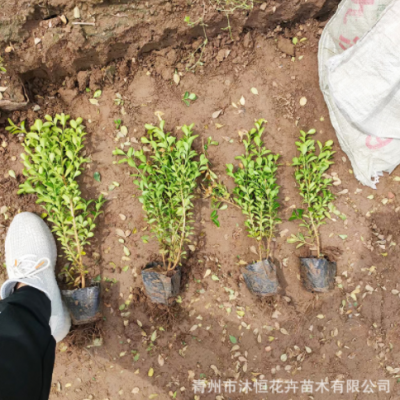 基地直供常綠瓜子黃楊護坡綠化工程灌木道路四季長青綠籬植物批發(fā)