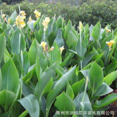 供應(yīng)水生美人蕉 種植基地直銷(xiāo)人工濕地公園景觀花卉 水生植物基地