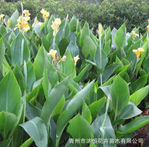 水生美人蕉 多年生常綠水生植物水體綠化 黃花藍花鳶尾公園工程苗