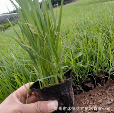 狼尾草種子狗尾草種子旱地牧草雜草觀賞性護(hù)坡狗尾巴草基地供應(yīng)