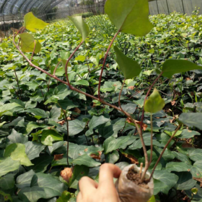 常春藤杯苗 爬藤綠植四季長青不落葉 庭院陽臺攀援花卉基地直銷