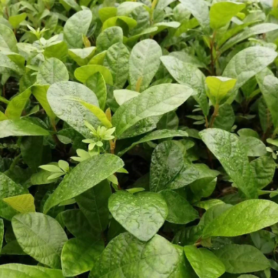 地石榴杯苗 野地瓜滿地香 綠籬爬藤植物礦山固土治沙 基地直銷