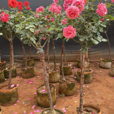 高桿月季花樹樁大花朵高桿棒棒糖四季開花卉植物庭院樹狀月季