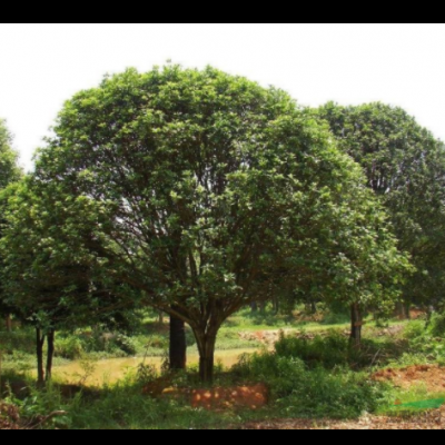 觀葉觀果楊梅樹(shù) 南方種植特大果樹(shù)果苗帶土球 瀏陽(yáng)基地批發(fā)