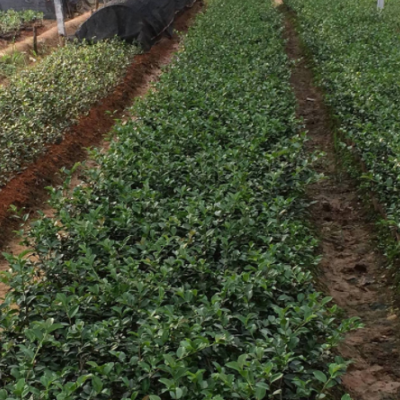 供應茶梅觀花苗木茶梅毛球茶梅球 茶梅樹苗 觀賞園林苗木基地批發(fā)