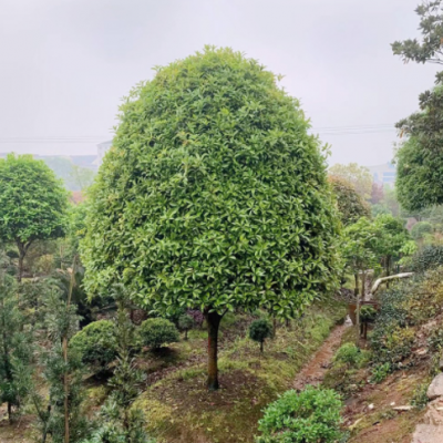 （桂花批發(fā)）桂花樹 20公分金桂 八月桂 承接綠化工程桂花樹種植