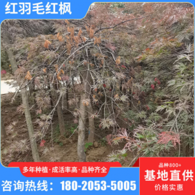 基地供應(yīng)紅羽毛紅楓樹(shù)苗 大型苗羽毛楓苗木 風(fēng)景區(qū)樹(shù)園林綠化樹(shù)