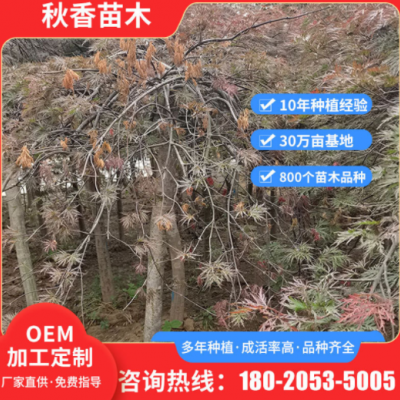 公園小區(qū)綠化紅楓樹(shù)苗 定制造型紅羽毛紅楓 道路兩旁綠化大型樹(shù)苗