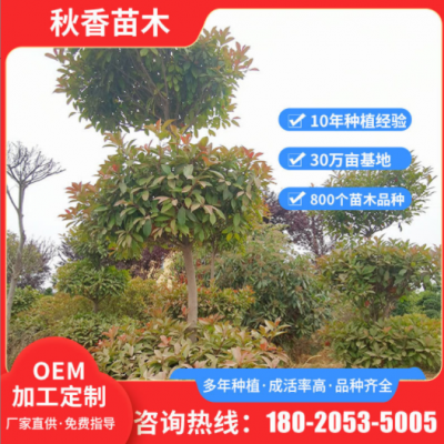 定制綠化樹苗紅葉石楠 景觀小區(qū)紅葉石楠樹苗 盆栽常青露地樹苗