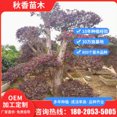 風(fēng)景區(qū)樹(shù)園林綠化樹(shù) 園林綠化工程紅花繼木 可定制庭院造型樹(shù)苗