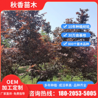 定制庭院小區(qū)道路紅楓樹苗 風(fēng)景區(qū)綠化風(fēng)景樹苗 庭院花園乘涼樹苗