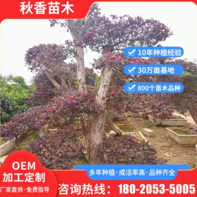 風(fēng)景區(qū)樹園林綠化樹 園林綠化工程紅花繼木 可定制庭院造型樹苗