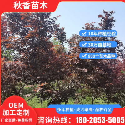 定制庭院小區(qū)道路紅楓樹苗 風(fēng)景區(qū)綠化風(fēng)景樹苗 庭院花園乘涼樹苗