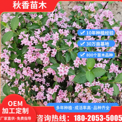 盆栽地栽綠化王子錦帶花 道路綠化景觀苗木 定制庭院別墅花卉樹(shù)苗