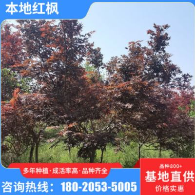 基地種植批發(fā)紅楓樹(shù) 落葉性園林植物紅楓樹(shù) 庭院小區(qū)道路紅楓樹(shù)苗