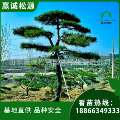 造型油松樹精品迎客松 園林綠化 庭院裝飾 廠家直供 廣場(chǎng)公園點(diǎn)綴