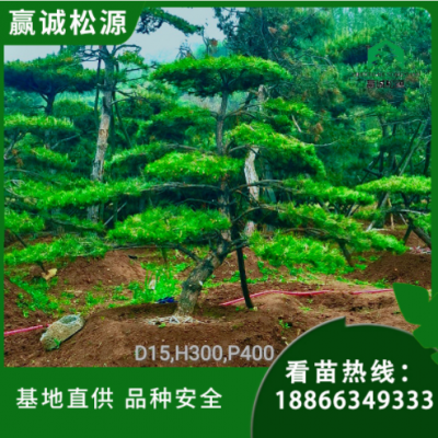 園林綠化造型松 公園設(shè)計(jì)庭院種植景觀樹廠家基地直供 圣誕裝飾