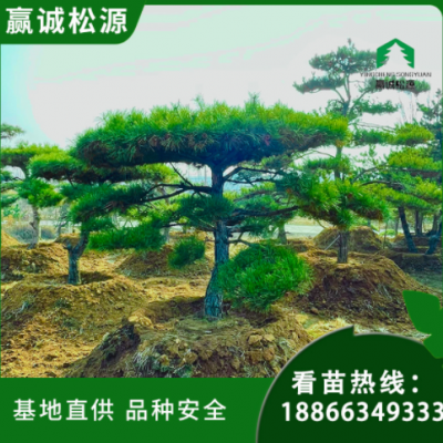 造型松基地直供 規(guī)格齊全 公園綠化工程樹 景觀園林用樹 庭院裝飾